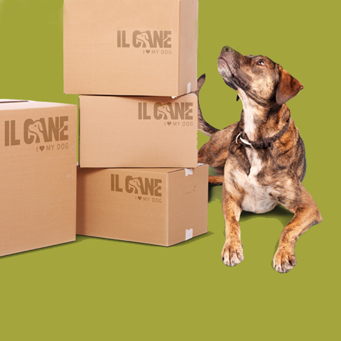 Ilcane