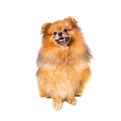 Ilcane