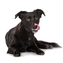 Ilcane