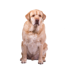 Ilcane