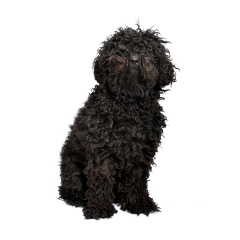 Ilcane
