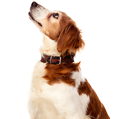Ilcane