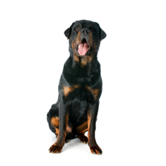 Ilcane