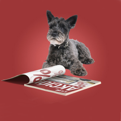 Ilcane