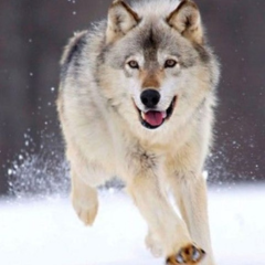 Ilcane
