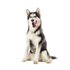 Ilcane