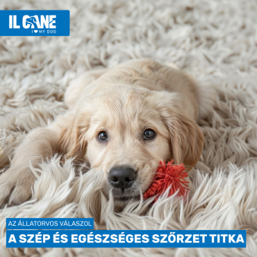 Ősszel különösen fontos: A szép és egészséges szőrzet titka kutyáknál!