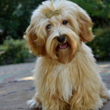 Pearl Eyed Bears Kennel