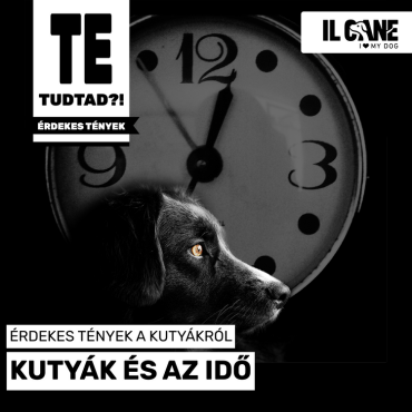 Kutyák és az időérzék – Honnan tudják kedvenceink, mikor van itt a séta vagy az etetés ideje?