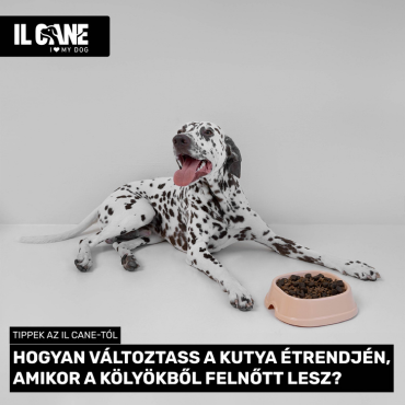 Hogyan változtass a kutya étrendjén, amikor a kölyökből felnőtt lesz?
