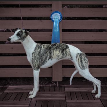 Bohókás sprinterek: Stream Jumper Whippet Kennel
