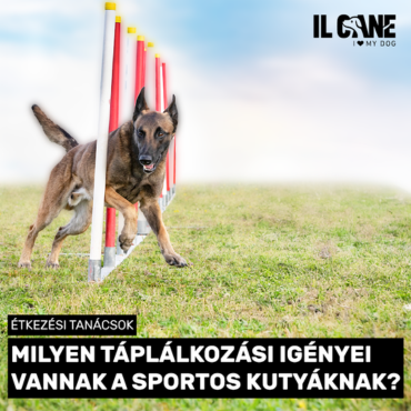 Milyen táplálkozási igényeik vannak az aktív, sportos kutyáknak?