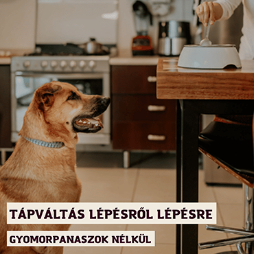 Tápváltás lépésről lépésre: így vezesd be kutyád új eledelét gyomorpanaszok nélkül
