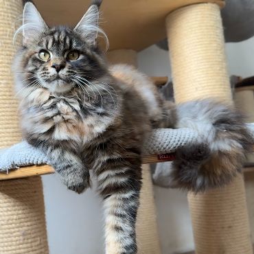 M.Violetta's Coon Maine Coon tenyészet