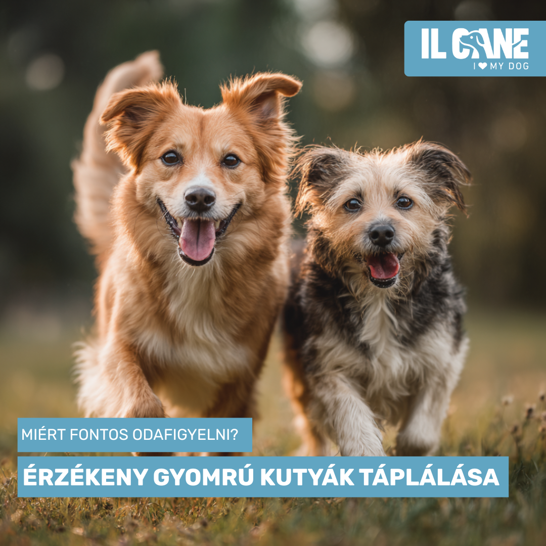 Érzékeny gyomrú kutyák táplálása – Miért fontos odafigyelni?