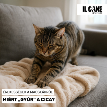 Miért dagaszt a cicád? A cicarituálé, amit mindannyian imádunk