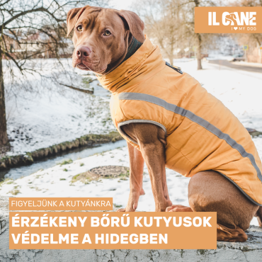 Érzékeny bőrű kutyusok védelme a hidegben