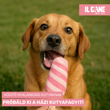 Hűsítő nyalánkság kutyáknak – házi kutyafagyi egyszerűen!