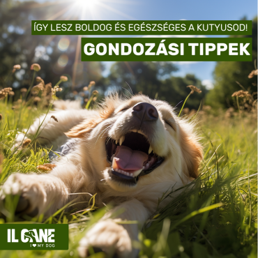 Gondozási tippek kutyatulajdonosoknak az Il Cane-től