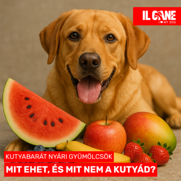 Kutyabarát nyári gyümölcsök – Mit ehet a kutyád, és mit semmiképp?