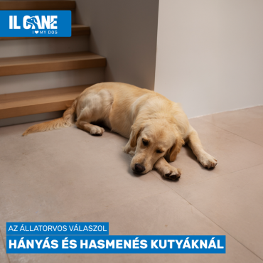 Hányás és hasmenés: mikor természetes és mikor kell állatorvoshoz fordulni?