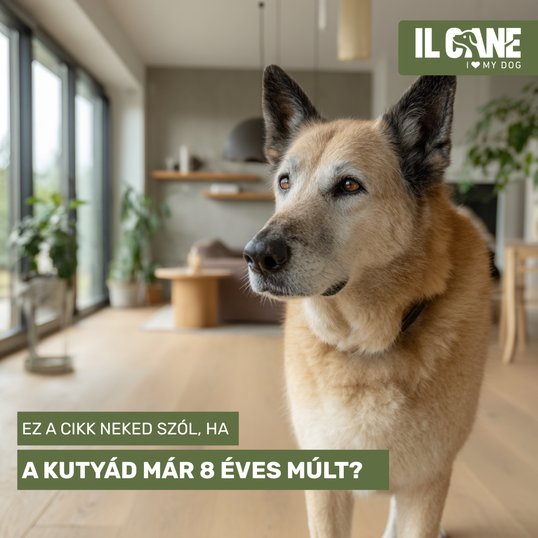A kutyád már 8 éves múlt? Akkor ez a cikk neked szól.