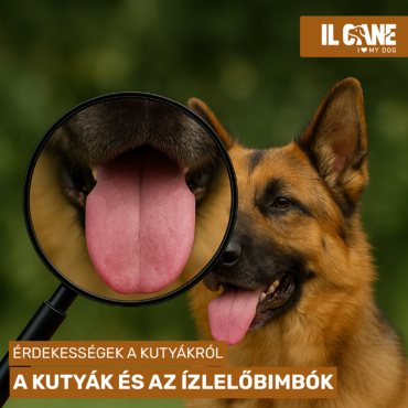 Kutyák ízlése: Miért eszik meg a legfurcsább dolgokat is?