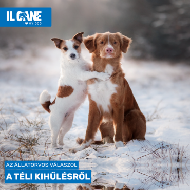Fázik a kutyád télen? Így védd meg a hidegtől!