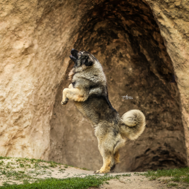 Kozákok őrzője kennel - Oláh Gábor tenyészete