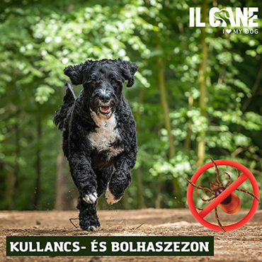 Kullancs- és bolhaszezon: Hogyan véd a megfelelő táplálás?