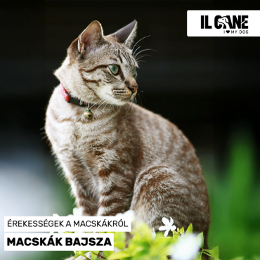 Macskabajusz – Több mint egy cuki dísz!