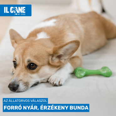 Forró nyár, érzékeny bunda – így védd meg kutyád a hőségtől!
