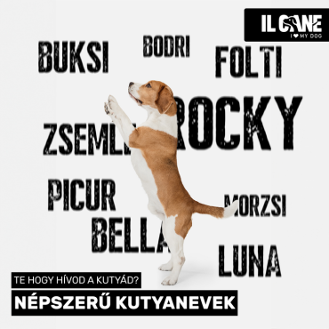 A legnépszerűbb magyar kutyanevek – Te is találsz kedvencednek valót?