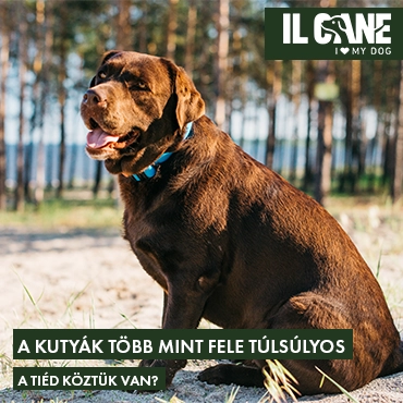 A kutyák több mint fele túlsúlyos – a tiéd köztük van?