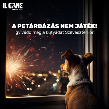 A petárdázás nem játék – így védd meg a kutyádat Szilveszterkor