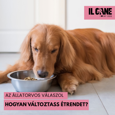 Hogyan változtass a kutya étrendjén, amikor a kölyökből felnőtt lesz? 