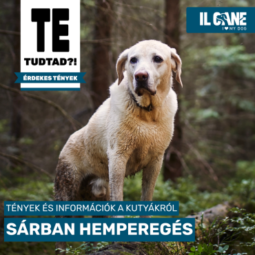 Sárban hempereg a kutyád? Így élvezheti biztonságosan!
