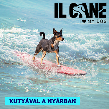 Kutyával a nyárban: mire figyelj az etetésnél?