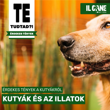 Tudtad, hogy a kutyák képesek felismerni több mint 1000 különböző illatot?