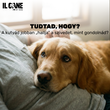 A kutyád jobban „hallja” a szívedet, mint gondolnád