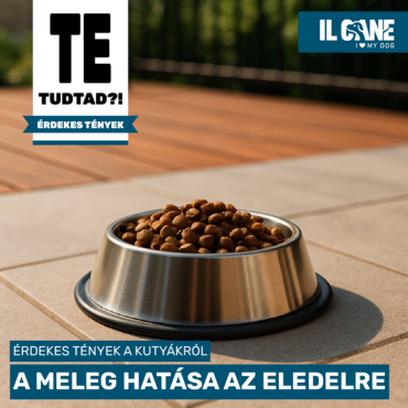 Nyári hőség és kutyatáp – Mire figyelj, hogy ne legyen baj?