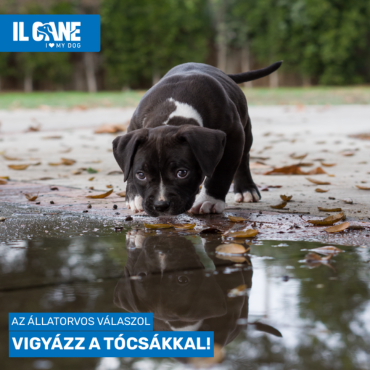 Vigyázz, mit iszik a kutyád nyáron! – Leptospirózis, a rejtett veszély a pocsolyákban